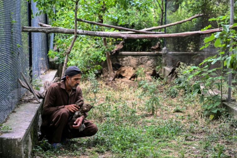 Le soigneur Zaheer Ahmed s'occupe d'un milan au Centre de sauvetage Margallah à Islamabad, le 7 juillet 2026 au Pakistan ( AFP / Farooq NAEEM )