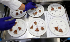 Des portions de steaks végétaux positionnées lors de tests