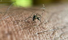 Le virus du chikungunya se transmet via les piqûres de moustiques infectés, passant ainsi d'un humain à l'autre ( AFP / Manjunath Kiran )