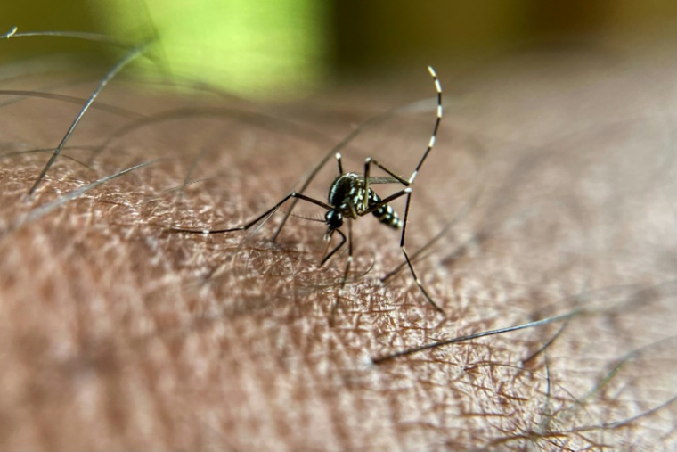 Le virus du chikungunya se transmet via les piqûres de moustiques infectés, passant ainsi d'un humain à l'autre ( AFP / Manjunath Kiran )