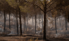 Incendies de forêt en Espagne