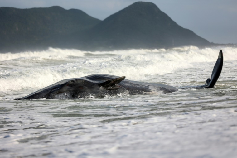 Un cachalot échoué sur une plage près de Florianopolis, au Brésil, le 1er octobre 2023 ( AFP / Anderson Coelho )