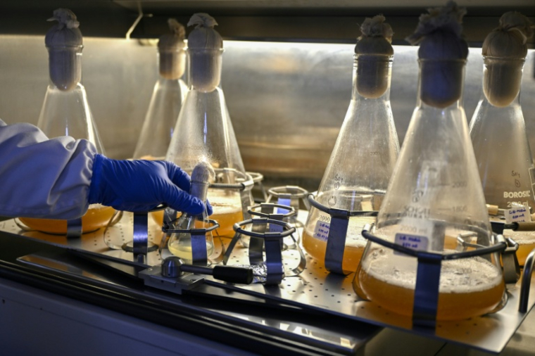 Un chercheur travaille dans le laboratoire de vaccins de la société pharmaceutique Panacea Biotec, le 29 janvier 2026 à New Delhi, en Inde ( AFP / Arun SANKAR )