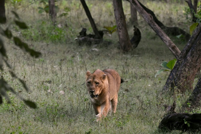 Une lionne marche le 9 novembre 2025 dans le P réserve  Parc national de Gir, dans l'Etat du Gujarat, dans l'ouest de l'Inde ( AFP / Indranil MUKHERJEE )