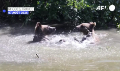Premiers pas de quatre ours roumains dans un parc animalier de Lorraine