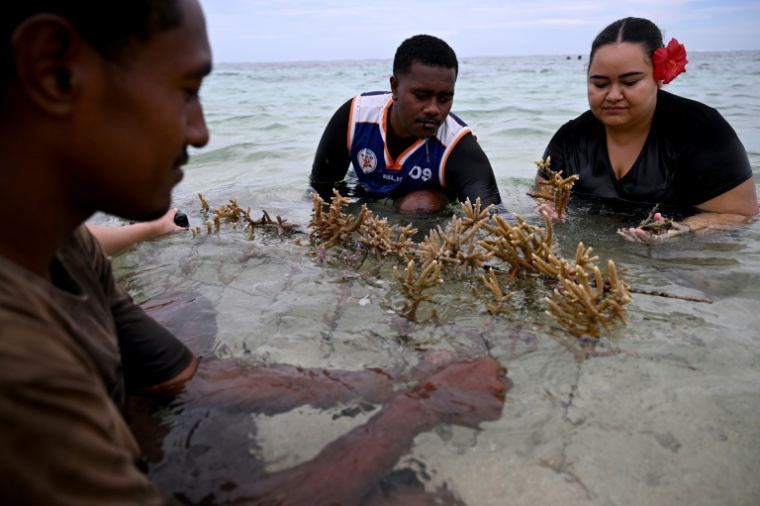 Des villageois et des défenseurs de l’environnement plantent du corail en mer, au sein du parc de biodiversité marine de Naidiri, une aire marine protégée, près de Nadi, le 5 octobre 2026 aux Fidji ( AFP / Saeed KHAN )