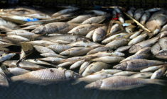 Poissons morts flottant dans une pisciculture de la ville de Zubaydiyah, au sud-est de Bagdad, le 14 avril 2026 ( AFP / AHMAD AL-RUBAYE )
