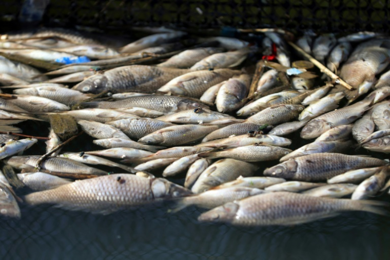 Poissons morts flottant dans une pisciculture de la ville de Zubaydiyah, au sud-est de Bagdad, le 14 avril 2026 ( AFP / AHMAD AL-RUBAYE )