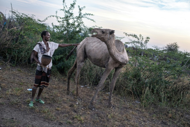 Un berger et l'un de ses chameaux dans le woreda d'Amibara, le 16 octobre 2025 dans la région de l'Afar, en Ethiopie ( AFP / Marco Simoncelli )