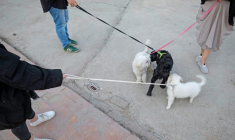Des Iraniens promènent leurs chiens dans un parc à Téhéran, le 17 juin 2021 ( AFP / MORTEZA NIKOUBAZL )