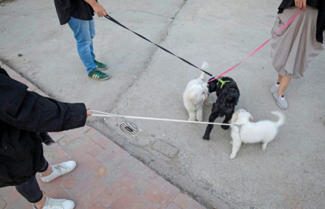 Des Iraniens promènent leurs chiens dans un parc à Téhéran, le 17 juin 2021 ( AFP / MORTEZA NIKOUBAZL )