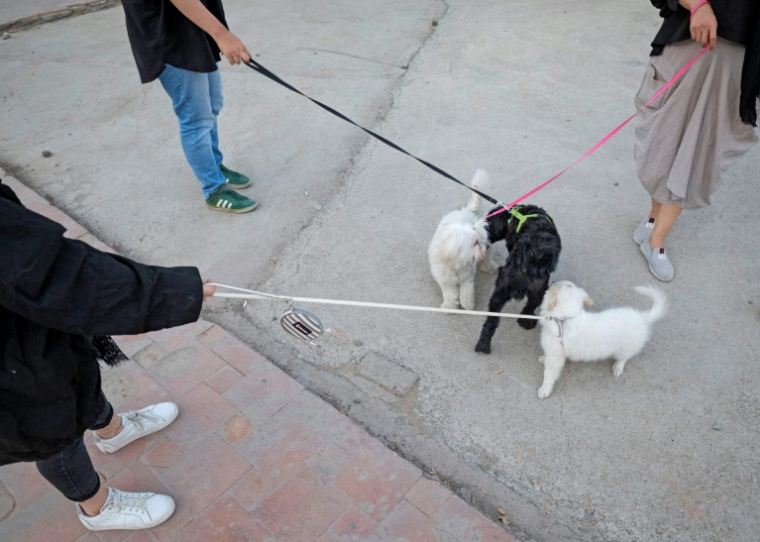 Des Iraniens promènent leurs chiens dans un parc à Téhéran, le 17 juin 2021 ( AFP / MORTEZA NIKOUBAZL )