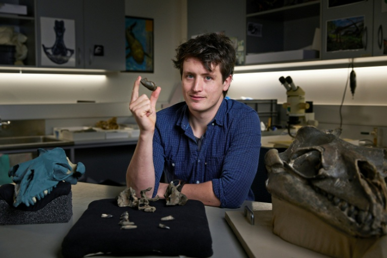 Le chercheur Ruairidh Duncan pose avec le fossile du crâne d'une baleine ancienne le 13 août 2025 aux Musées Victoria de Melbourne. ( MUSEUMS VICTORIA / Tom BREAKWELL )