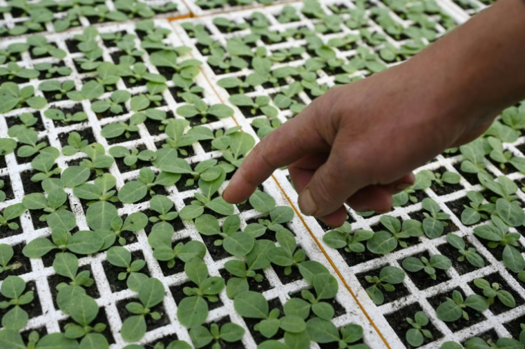 Des plants de tabac dans une serre à Yuxi, dans la province du Yunnan, le 30m ars 2025 dans le sud-ouest de la Chine ( AFP / GREG BAKER )