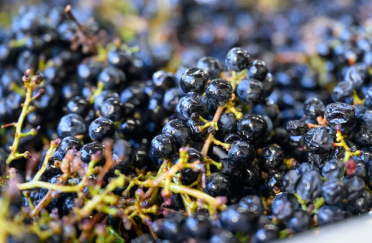 Des grappes de raisin à Grgich Hills Estate, à Rutherford, dans la Napa Valley, en Californie, le 5 octobre 2026 ( AFP / Josh Edelson )