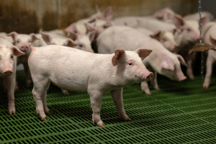 Des porcelets dans un élevage porcin à Cleden-Poher, le 21 mai 2025 dans le Finistère ( AFP / Fred TANNEAU )