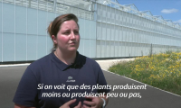 Une serre "coffre-fort" pour protéger l'essence des vignes du changement climatique