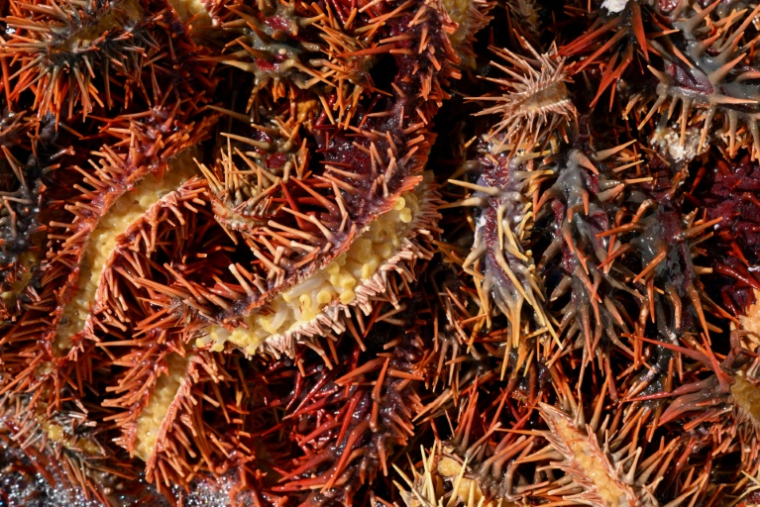 Des étoiles de mer "couronnes d'épines" collectées par des membres du groupe environnemental Korero O Te Orau sur un récif au large de Rarotonga, le 12 juin 2025 aux îles Cook ( AFP / William WEST )