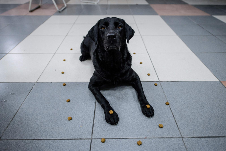 (illustration) ( AFP / ANTHONY WALLACE )