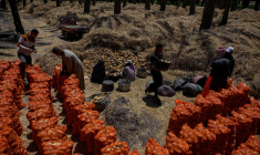 Des agriculteurs ramassent les pommes de terre récoltées dans un champ du village de Maraziq, au sud de Gizeh, le 4 mai 2026 en Egypte ( AFP / Khaled DESOUKI )