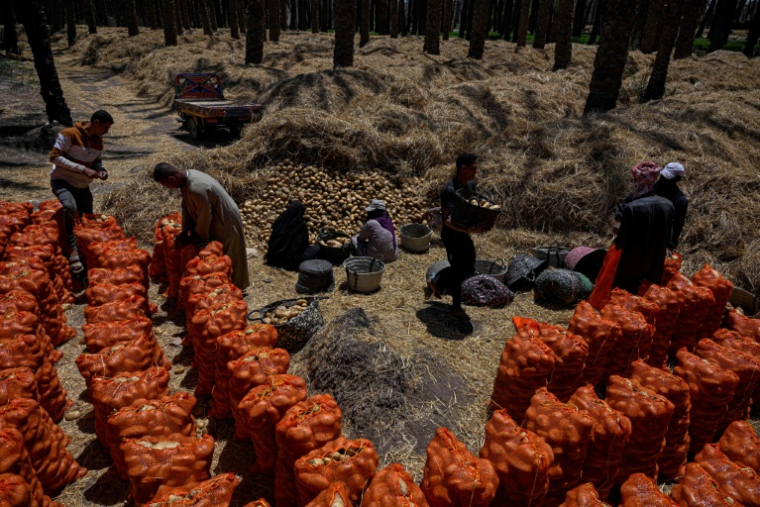 Des agriculteurs ramassent les pommes de terre récoltées dans un champ du village de Maraziq, au sud de Gizeh, le 4 mai 2026 en Egypte ( AFP / Khaled DESOUKI )