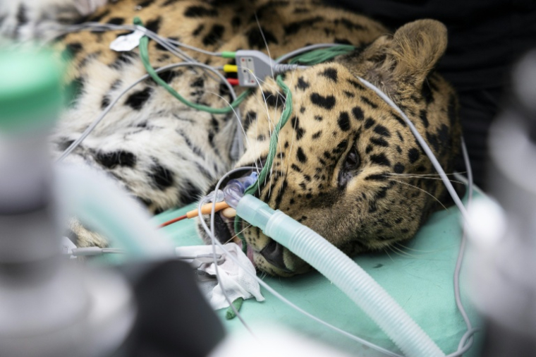 Baruto, une panthère de l'Amour mâle âgé de 14 ans, est anesthésié pour un prélèvement de sperme au zoo de Mulhouse, le 9 octobre 2025 dans le Haut-Rhin ( AFP / ROMEO BOETZLE )
