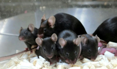 Il existe une limite biologique au clonage des mammifères, souligne des chercheurs japonais dans une étude qui évoque un risque "d'effondrement mutationnel" ( University of Yamanashi / Teruhiko Wakayama )