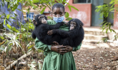 Les bébés chimpanzés orphelins Esther (g) et Rio (de) et leur soigneuse Hawa Kamara, au sanctuaire pour chimpanzés de Tacugama, dans les environs de Freetown, le 24 avril 2025 en Sierra Leone  ( AFP / PATRICK MEINHARDT )