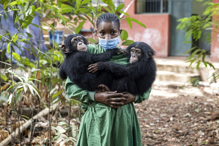 Les bébés chimpanzés orphelins Esther (g) et Rio (de) et leur soigneuse Hawa Kamara, au sanctuaire pour chimpanzés de Tacugama, dans les environs de Freetown, le 24 avril 2025 en Sierra Leone  ( AFP / PATRICK MEINHARDT )