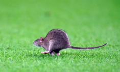 Un rat fait son entrée sur la pelouse lors de pays de Galles-Belgique