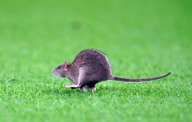Un rat fait son entrée sur la pelouse lors de pays de Galles-Belgique
