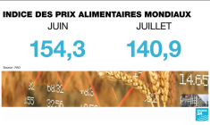 Ukraine: Le navire Polarnet et ses 12 000 tonnes de maïs, arrivé à destination en Turquie