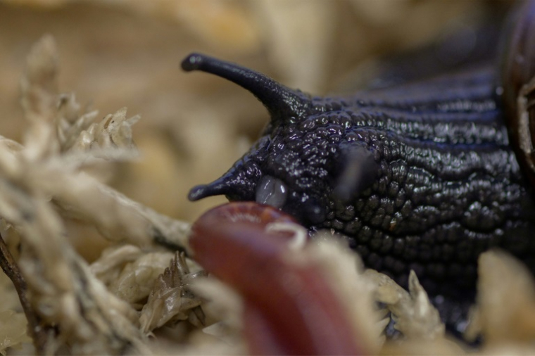 Photo du 18 septembre 2024 et publiée par le ministère de la Conservation de Nouvelle-Zélande le 8 mai 2025 montrant un escargot du mont Augustus pondant un œuf par le cou à Hokitika, en Nouvelle-Zélande ( New Zealand Department of Conservation / Lisa FLANAGAN )