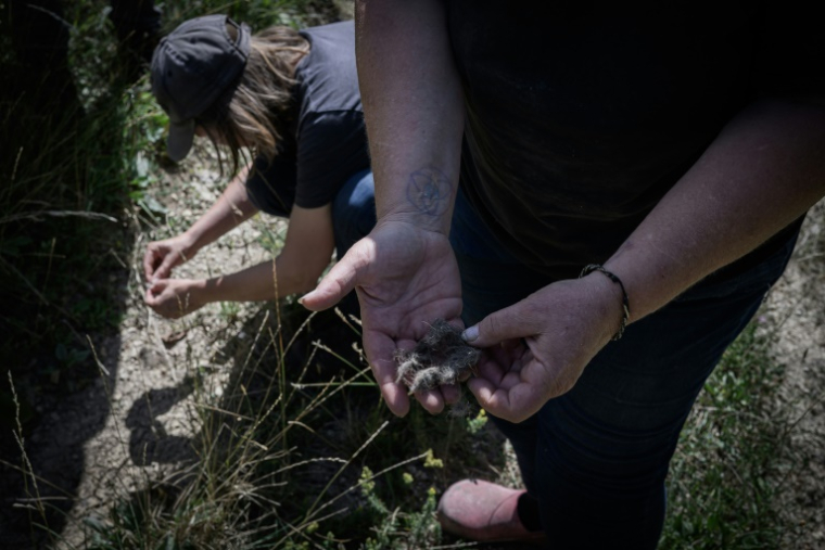 Des bénévoles de Pastoraloup analysent des excréments de loups trouvés près d'un troupeau de moutons dans les collines au-dessus de Villebois-les-Pins, dans le département de la Drôme,le 31 juillet 2025 ( AFP / JEAN-PHILIPPE KSIAZEK )