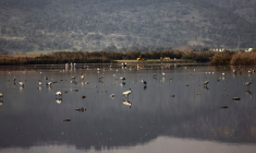 UN FOYER DE GRIPPE AVIAIRE HAUTEMENT CONTAGIEUSE SIGNALÉ EN ESPAGNE