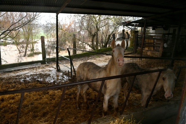 Des chevaux dans des écuries entourées de champs inondés, près de Ronda, dans le sud de l'Espagne, le 4 février 2026 ( AFP / JORGE GUERRERO )