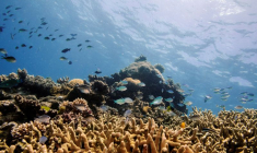 LA GRANDE BARRIÈRE DE CORAIL DEVRAIT ÊTRE CLASSÉE "EN DANGER"