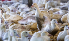 Des oies élevées dans la Hudson Valley Farm, à Ferndale, dans l'Etat de New York, le 3 mars 2023 ( AFP / KENA BETANCUR )