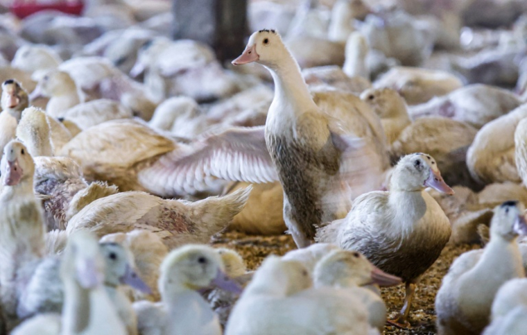 Des oies élevées dans la Hudson Valley Farm, à Ferndale, dans l'Etat de New York, le 3 mars 2023 ( AFP / KENA BETANCUR )