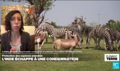 Le zoo Vantara en Inde accusé d'importer illégalement des espèces protégées