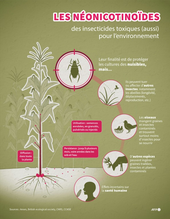 Infographie expliquant les effets de l'utilisation des néonicotinoïdes sur la plante ciblée et tout l'écosystème environnant ( AFP / Christophe THALABOT )