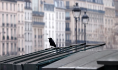 LA CHASSE À LA GLU JUGÉE ILLÉGALE PAR LA COUR DE JUSTICE DE L'UE