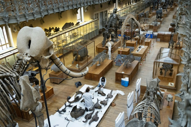 Déménagement de spécimens avant des travaux au sein de la Galerie de Paléontologie et d'Anatomie comparée du Muséum national d'Histoire naturelle, le 3 février 2026 à Paris  ( AFP / ALAIN JOCARD )