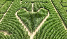 Vue aérienne d'un coeur tracé dans un champ de maïs transformé en labyrinthe à Soultz, dans le Haut-Rhin, le 6 août 2025 ( AFP / FREDERICK FLORIN )