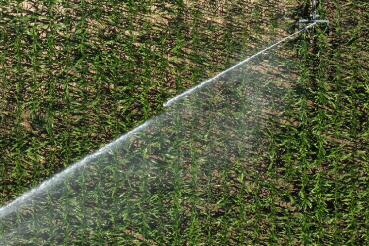 Vue aérienne d'un asperseur irriguant un champ de maïs à Tiercé, le 10 juillet 2026 dans le Maine-et-Loire, lors d'une vague de chaleur en France ( AFP / Damien MEYER )