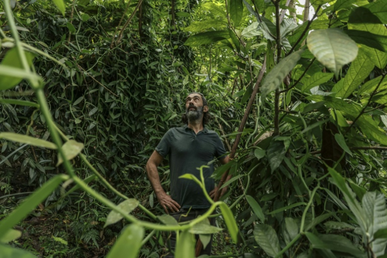 Francesco Mai, cofondateur de l'Atelier Vanilha, inspecte des gousses de vanille dans un champ à Abade, à Sao Tomé, capitale de Sao Tomé-et-Principe, le 7 août 2026 ( AFP / Daniel BELOUMOU OLOMO )
