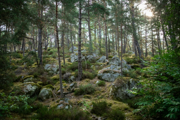 Une partie du sentier des 25 bosses en forêt de Fontainebleau, le 6 août 2025 ( AFP / Martin LELIEVRE )