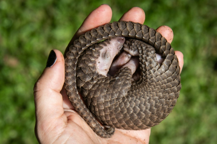 Une personne tient dans sa main un pangolin à ventre blanc qui a été sauvé de trafiquants d'animaux à Kampala, en Ouganda, le 9 avril 2020 ( AFP / Isaac Kasamani )