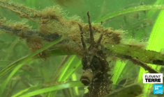 Héros marins : hippocampes et herbiers en contre-attaque