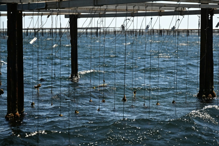 Un élevage d'huîtres à l'Etang de Thau, près de Sète, dans le sud de la France, le 2 juillet 2026  ( AFP / Gabriel BOUYS )